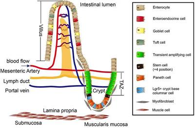 Role of FGF10/FGFR2b Signaling in Mouse Digestive Tract Development, Repair and Regeneration Following Injury